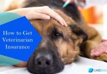 How to Get Veterinarian Insurance How to Get Veterinarian Insurance
